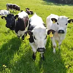 Farm stay Pircherhof - Adults Only Am Biobauernhof *