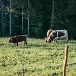 Κατάλυμα σε φάρμα Pircherhof - Adults Only Am Biobauernhof